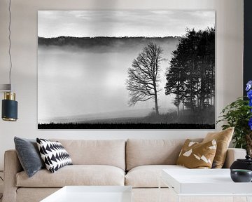 Groep bomen in de mist van CSB-PHOTOGRAPHY