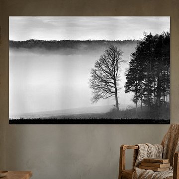 Group of trees in the fog