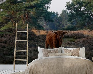 Schotse Hooglander op de heide van Jacqueline Volders