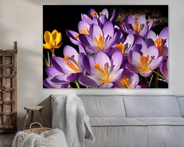 Crocuses by Corinne Welp