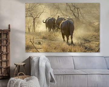 Buffels bij zonsondergang, Krugerpark, Zuid Afrika van Discover Dutch Nature