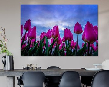 Tulpen in der Luft von Dennis Donders