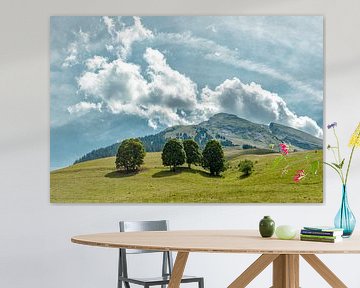 Pointe de Merdassier, alpine meadow with four trees, La Clusaz, Haute-Savoie, France, ,