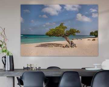 Dividivi boom op het strand van Aruba van Bianca Kramer