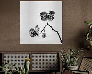 De Eenzame Orchidee | Zwart Wit | Natuurfotografie van Diana van Neck Photography