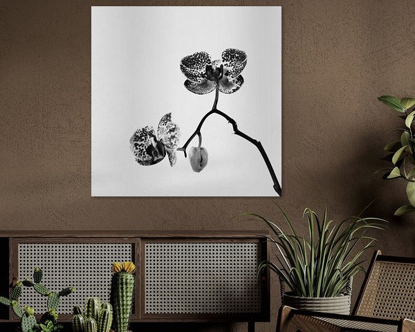 De Eenzame Orchidee | Zwart Wit | Natuurfotografie