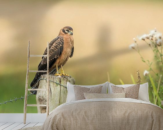 Aperçu de la chambre