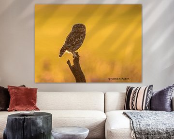 Little Owl by Patrick Scholten