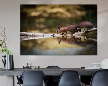 Eekhoorntje met reflectie