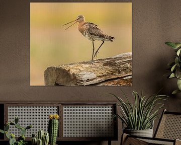 Black-tailed Godwit