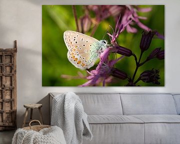 B-fly by Johan Lambrix