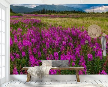 Blumenwiesen in Alaska von Denis Feiner