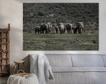 Kudde olifanten in Zuid-Afrika van Discover Dutch Nature