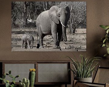 Eléphant avec son petit sur Discover Dutch Nature