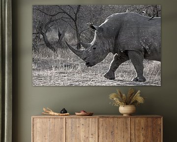 Rhinocéros en Afrique du Sud sur Discover Dutch Nature