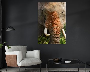 Elephant close-up by Discover Dutch Nature