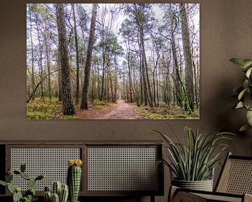 Waldweg Veluwe von jaapFoto