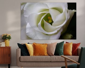 Herz einer weißen Rose - Naturfotografie von MDRN HOME