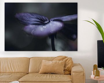 Dunkelviolett (Blüte) mit Tropfen von KB Design & Photography (Karen Brouwer)