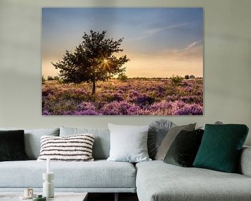 Landscape blooming heather at sunset by Hilda Weges