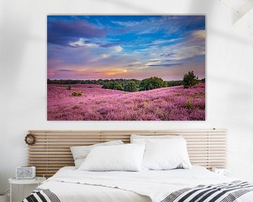 Flowering heather during sunset