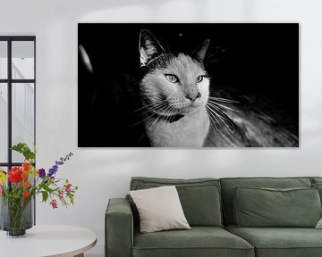 Black and white cat by Kicky Vromans