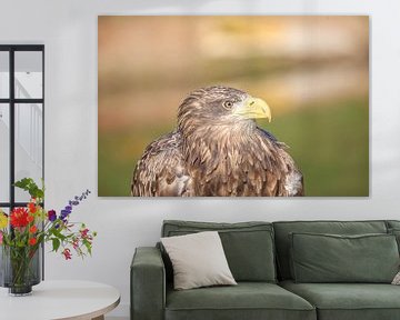 European white-tailed eagle by Marcel Hillebrand