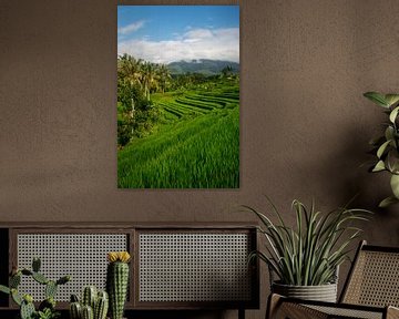 Rijstveld in Jatiluwih, Bali van Ellis Peeters