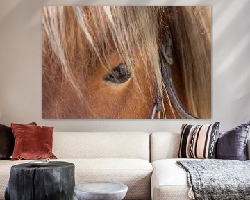 Closeup van het oog van een bruin paard