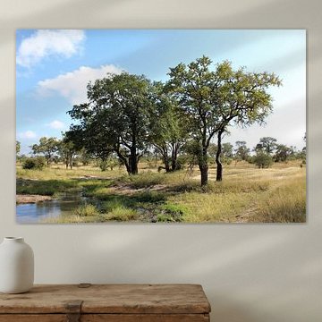 Trees in South Africa