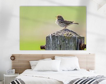 Singing bird on wooden pole by Bert de Boer