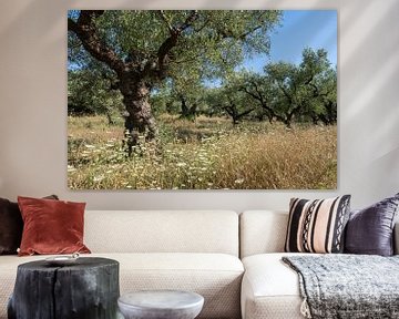 Olivenbäume auf Zakynthos von Margreet Riedstra