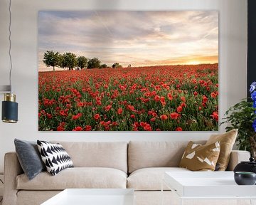 Sunset over the poppies by visitlimburg