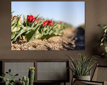 Rode tulpen in een veld van Josephine Huibregtse