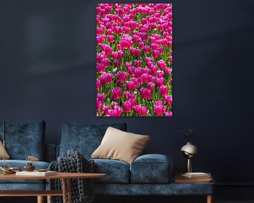 Pink Tulips by Amber Koehoorn