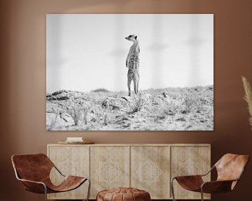 Meerkat in the desert in Botswana by Teun Janssen