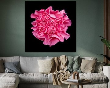 Carnation by Marian Waanders