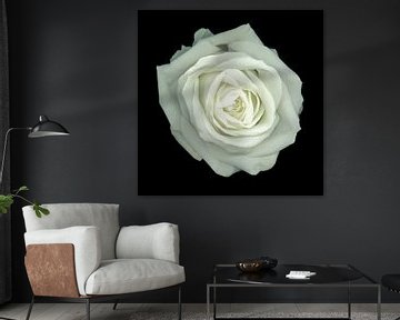 Witte roos van Marian Waanders