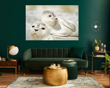 Kleine zeehonden van Martina Fornal