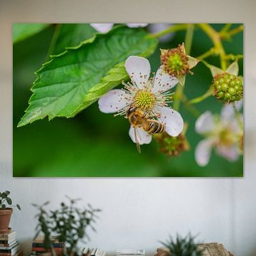 flowers, bees and many other small creatures by Matthias Korn