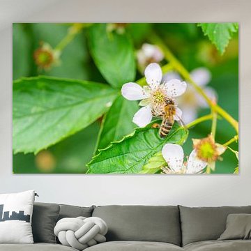 flowers, bees and many other small creatures