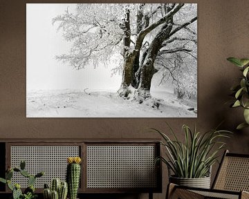 Winterbuche von CSB-PHOTOGRAPHY