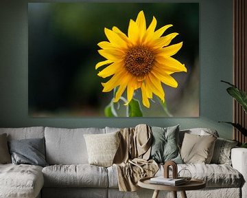 a sunflower in focus by Matthias Korn