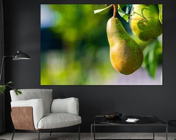 Focus on a pear on a pear tree by Matthias Korn