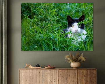 Een zwart-witte kat sluipt door een veld... van Matthias Korn