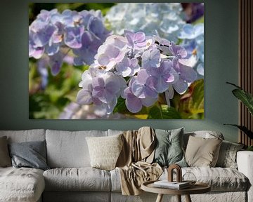 Garden hydrangea (Hydrangea macrophylla) by Alexander Ludwig