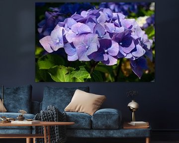 Tuinhortensia (Hydrangea macrophylla) van Alexander Ludwig