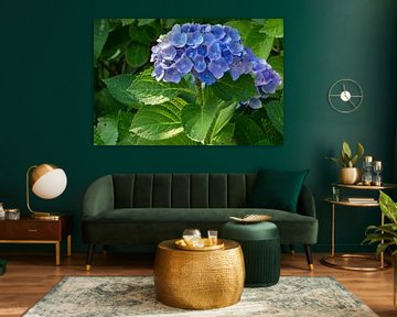 Hortensia de jardin (Hydrangea macrophylla) sur Alexander Ludwig