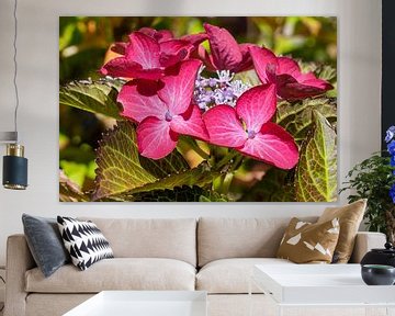 Hortensia de jardin (Hydrangea macrophylla) sur Alexander Ludwig