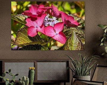 Gartenhortensien (Hydrangea macrophylla)